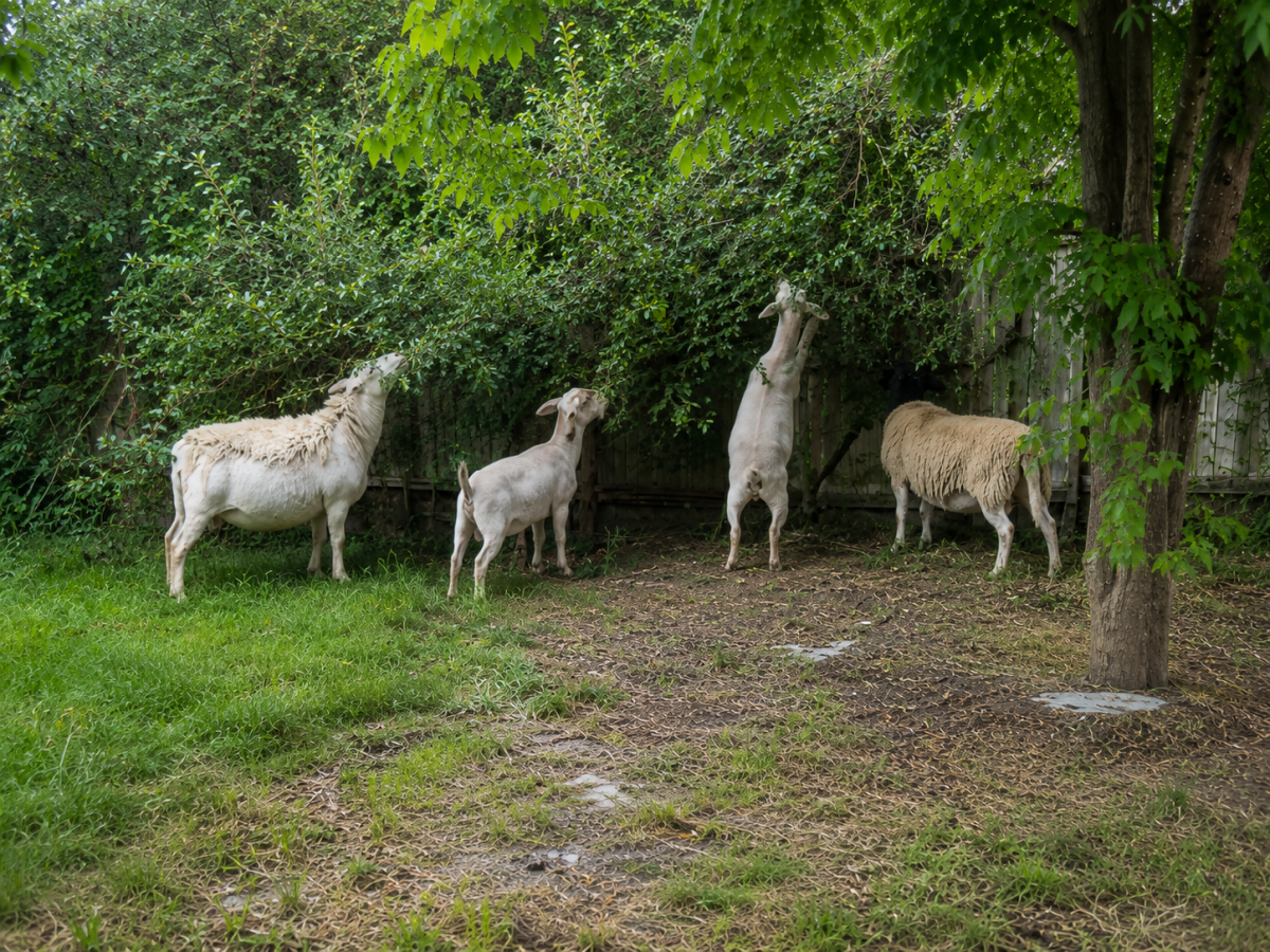 goat-sheep-rentals-angelscleanup-sonomacounty