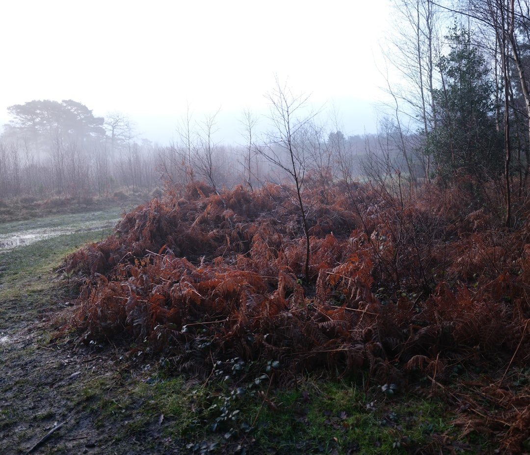 Land-Clearing-Means-More-Than-Just-Remov-1786657528